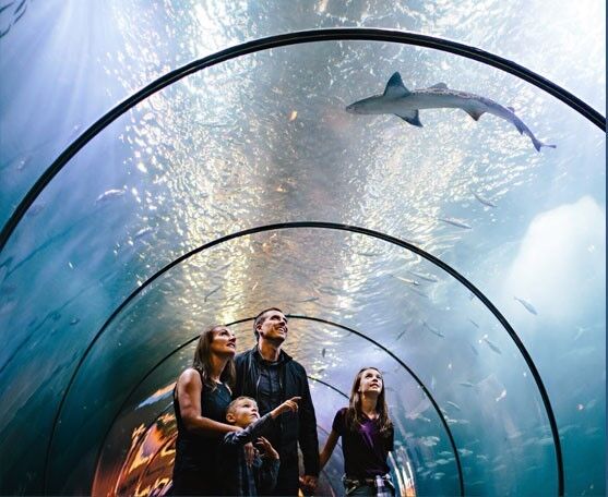 1-10-22-oregon-coast-aquarium_original.jpg